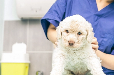 麦道宠物 专注宠物生活用品，守护爱宠健康与快乐