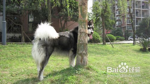 从幼犬抓起 如何教阿拉斯加犬认识生活用品